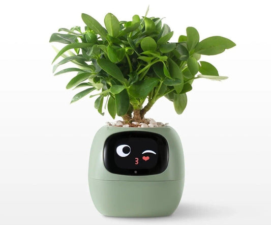 Shipping Across the EU: Here’s How We Deliver Your Greenery With Care